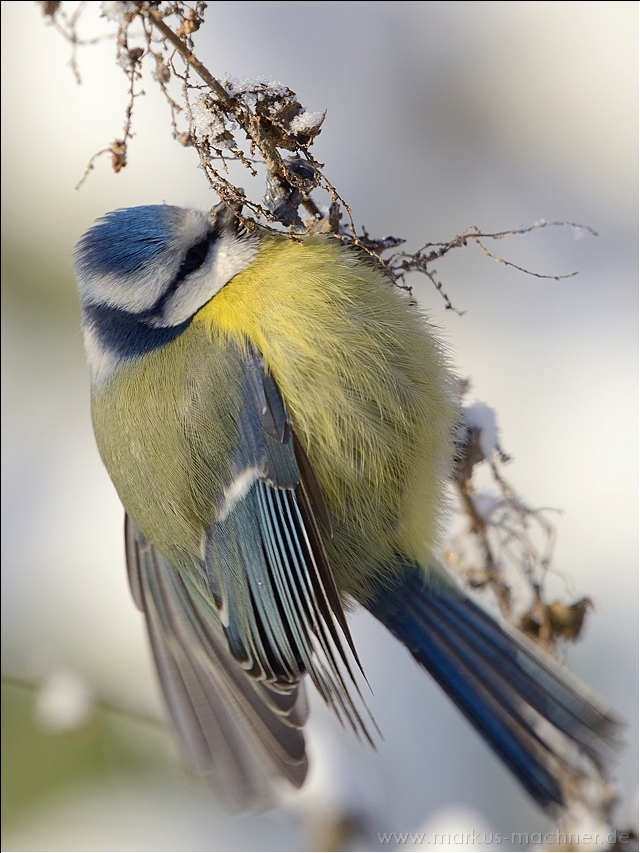 blaumeise33.jpg