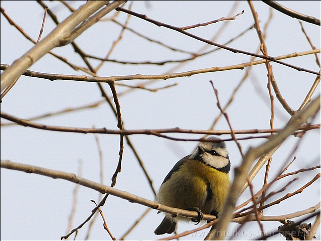 blaumeise5.jpg