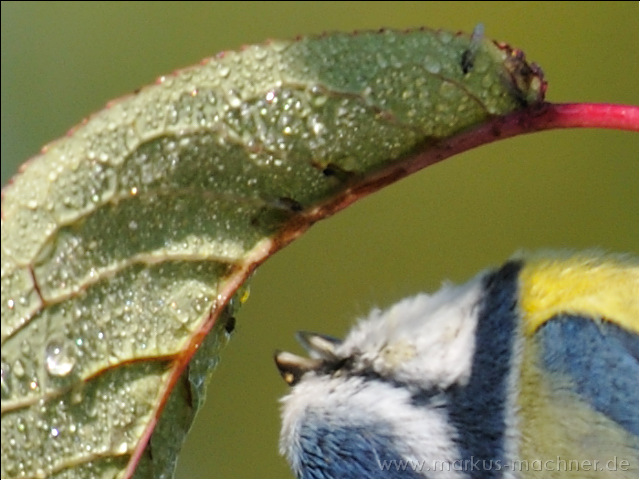 blaumeisefliege.jpg