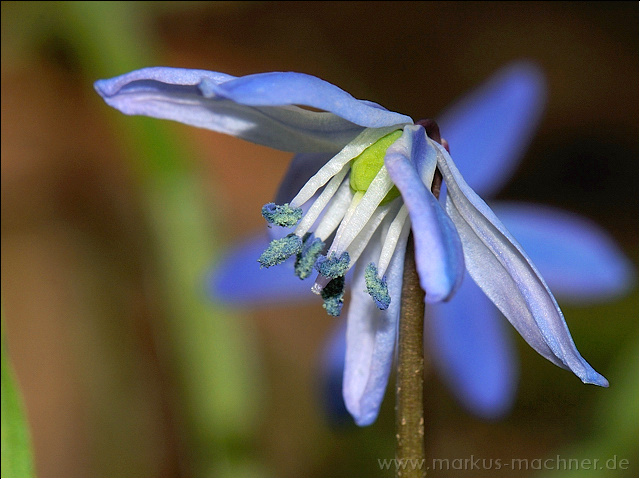blausternchen.jpg