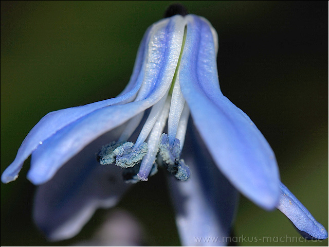 blausternchen3.jpg