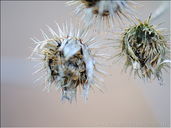 distel2.jpg
