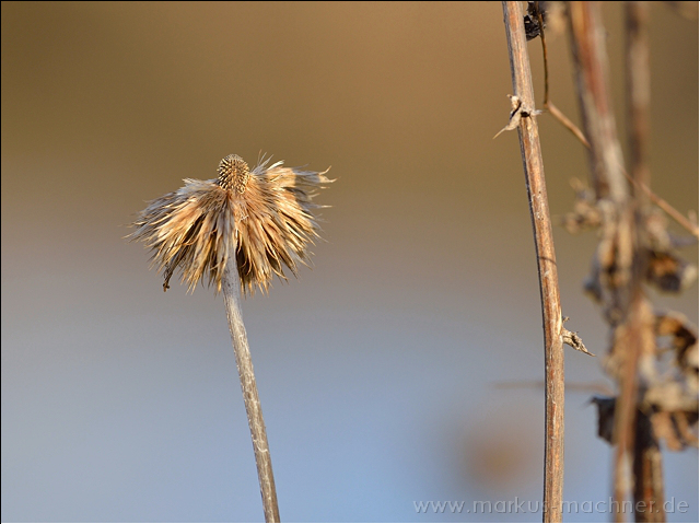 distel5.jpg