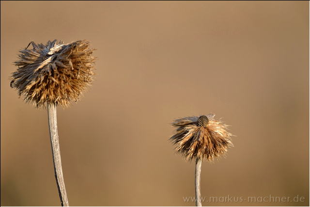 distel6.jpg