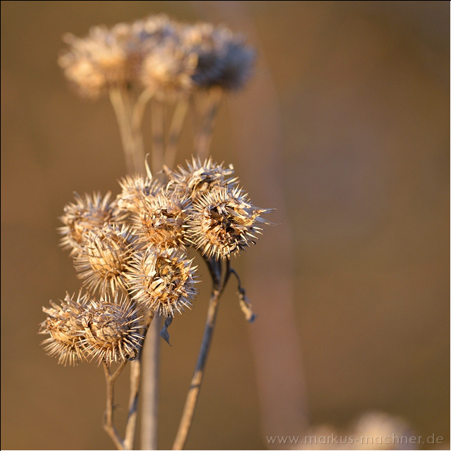 distel7.jpg