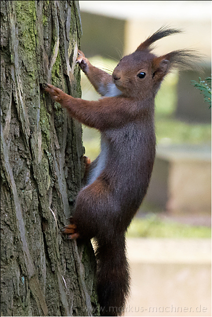 eichhoernchen4.jpg