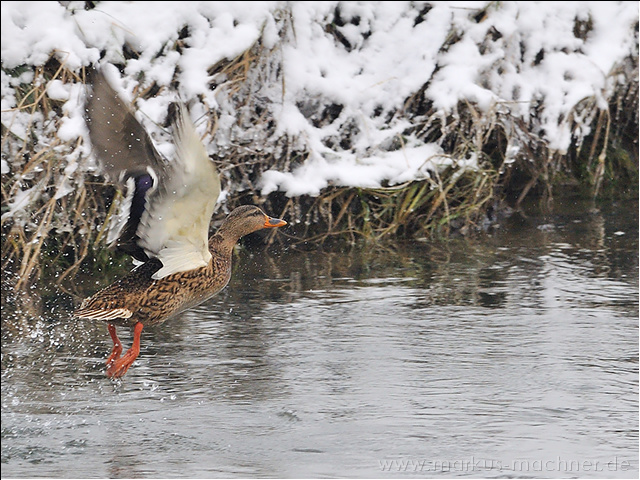 ente18.jpg