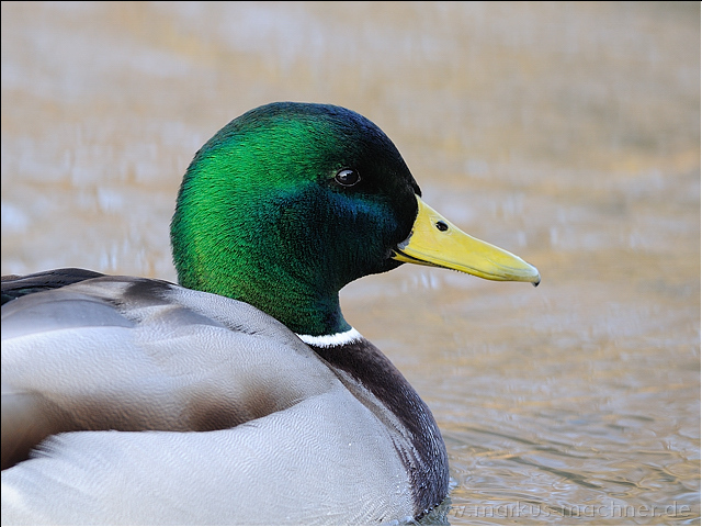 ente19.jpg