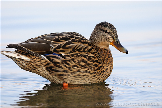 ente20.jpg