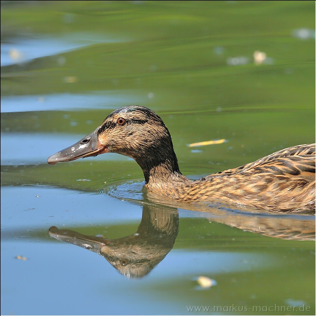 ente22.jpg