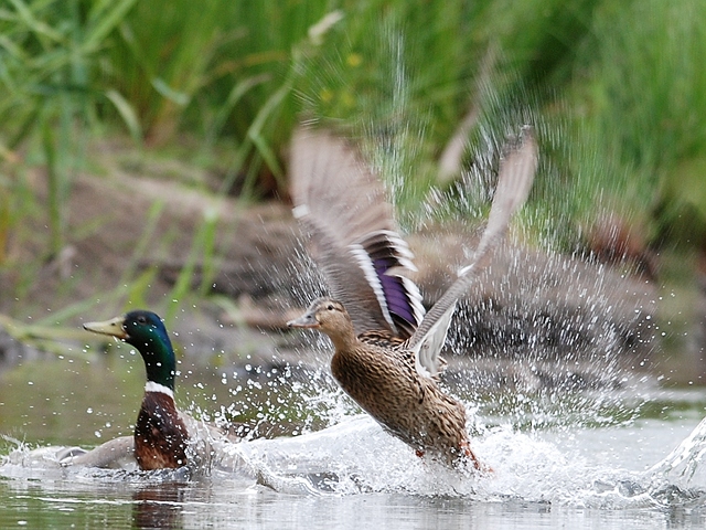 enten01.jpg