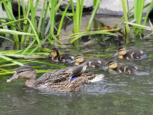 enten02.jpg