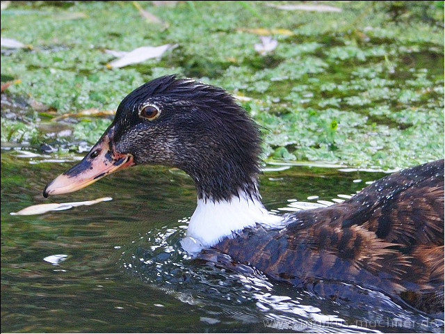 enten04.jpg