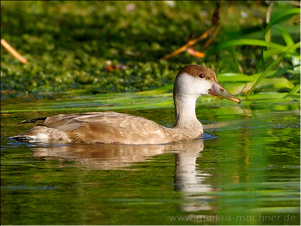 enten05.jpg