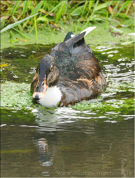 enten07.jpg