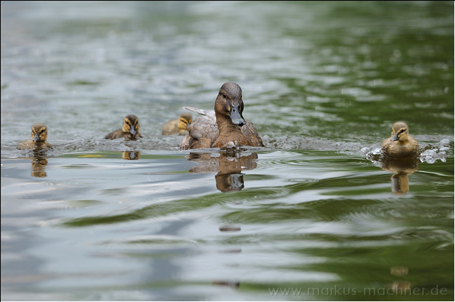 enten12.jpg