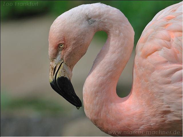 flamingo3.jpg