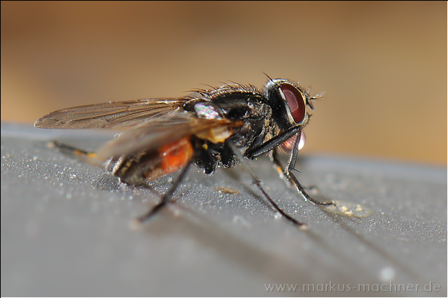 fliege11.jpg
