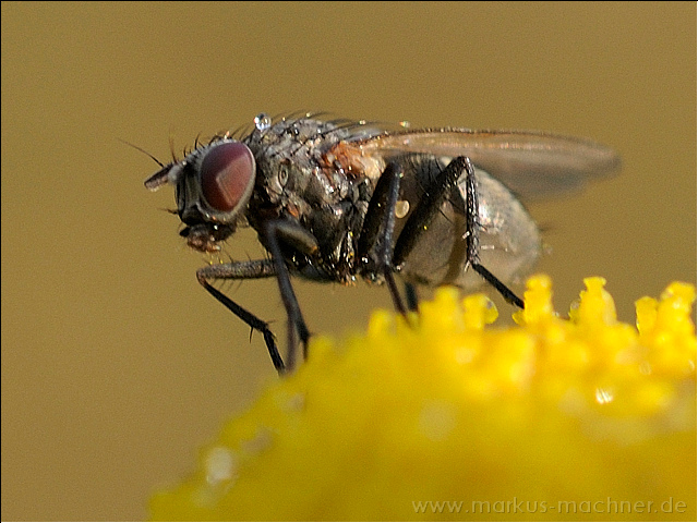 fliege3.jpg
