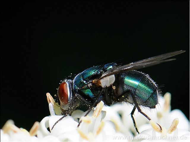 fliege5.jpg