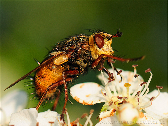 fliege6.jpg