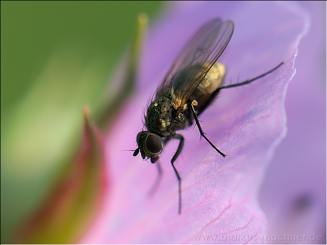 fliege7.jpg