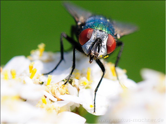 fliege8.jpg