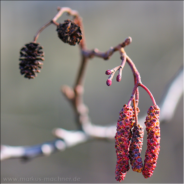 fruehling06.jpg