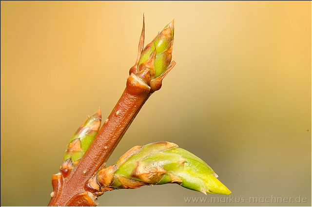 fruehling07.jpg