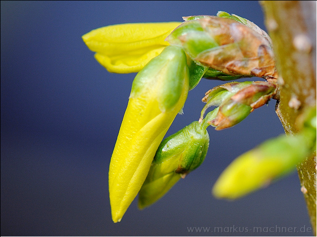 fruehling09.jpg