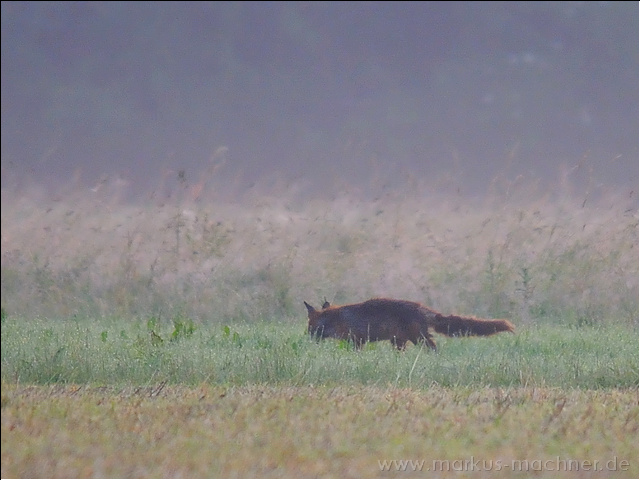 fuchs1.jpg