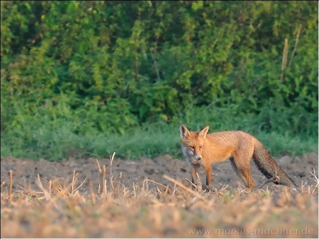 fuchs2.jpg