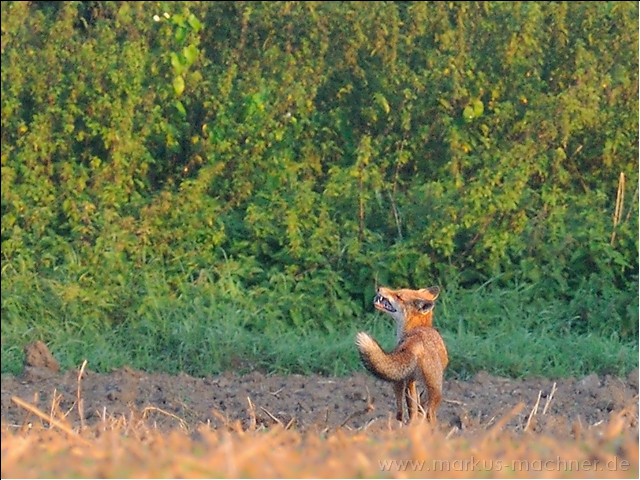 fuchs4.jpg