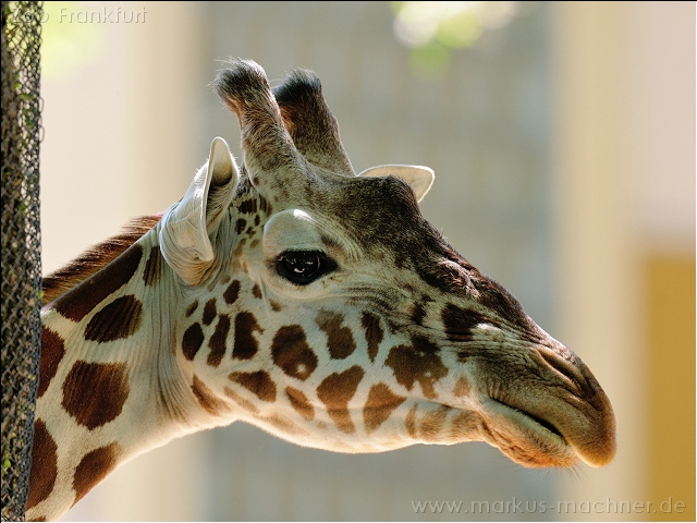 giraffe2.jpg