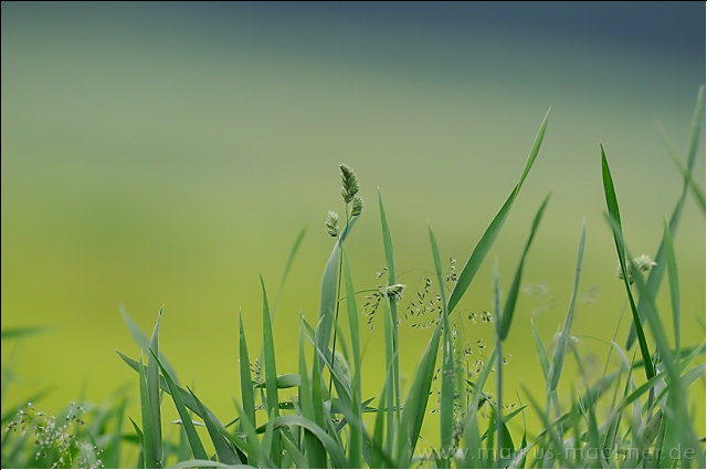 gras.jpg