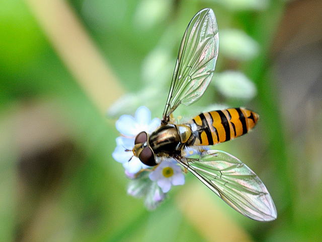 hainschwebfliege1.jpg