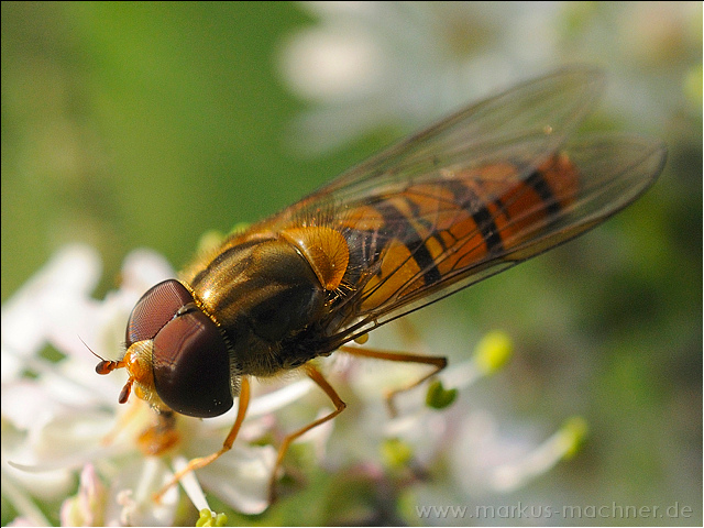 hainschwebfliege4.jpg