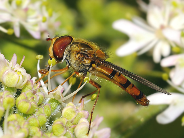 hainschwebfliege5.jpg