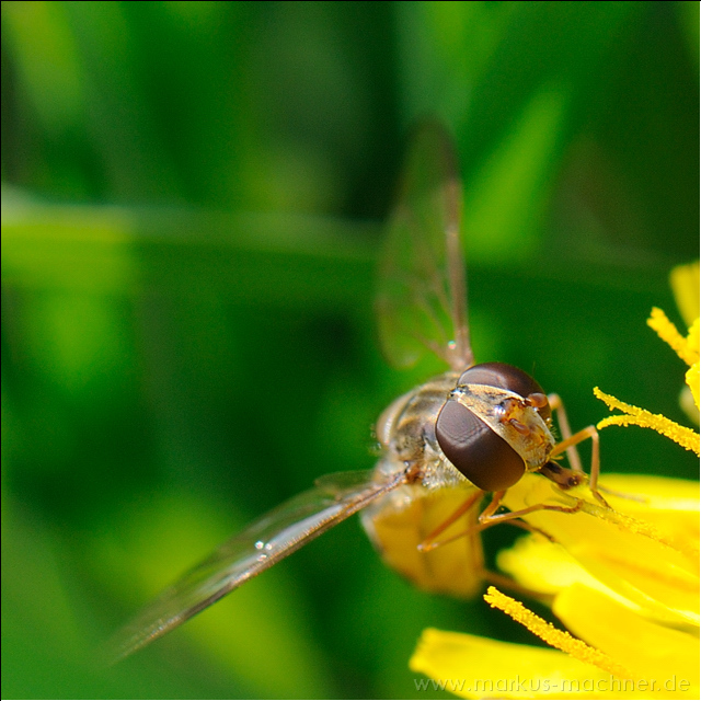 hainschwebfliege7.jpg