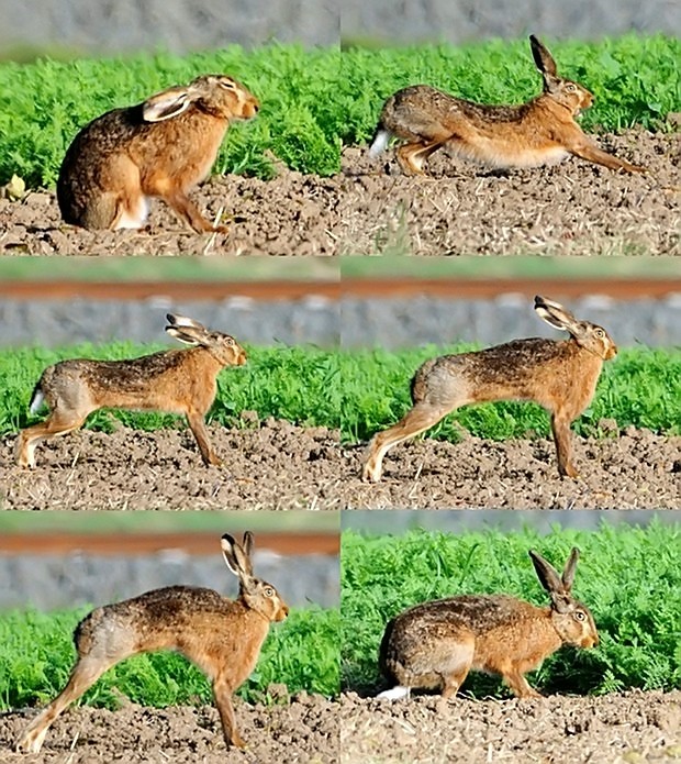 hase.jpg