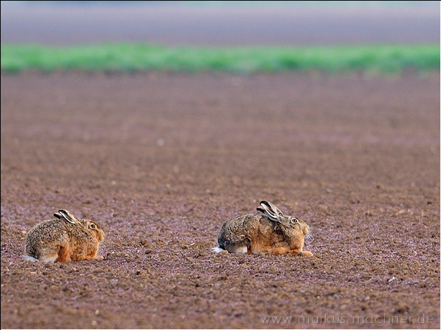 hase10.jpg
