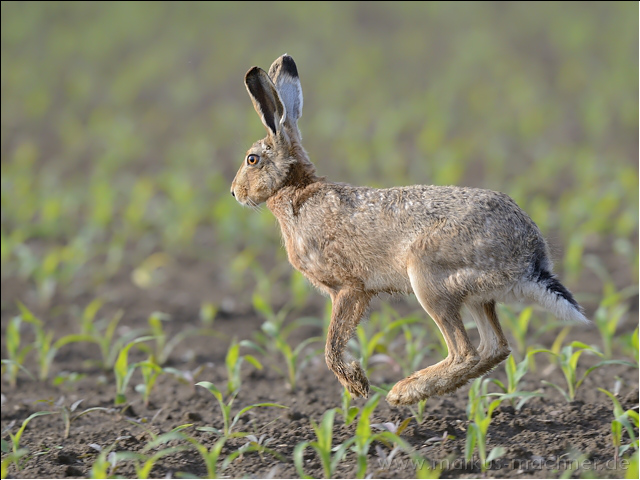 hase100.jpg