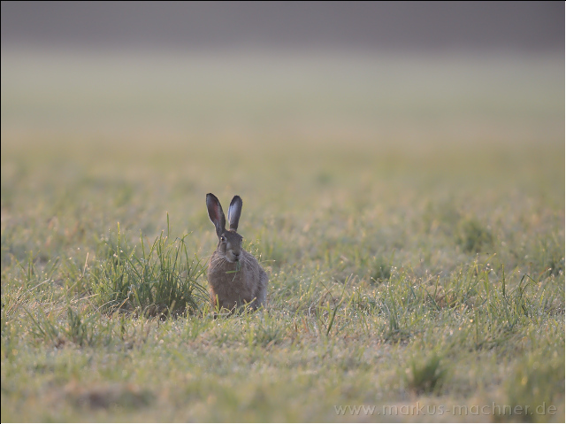 hase101.jpg
