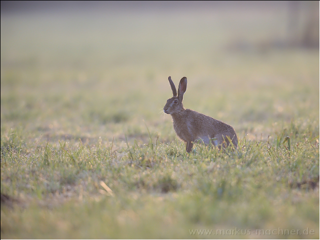hase102.jpg