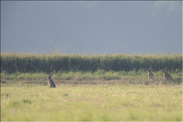 hase103.jpg