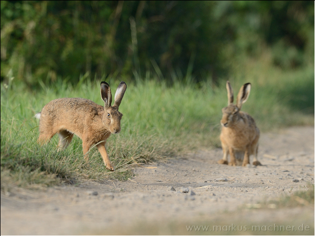 hase104.jpg