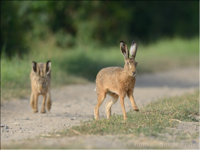 hase105.jpg