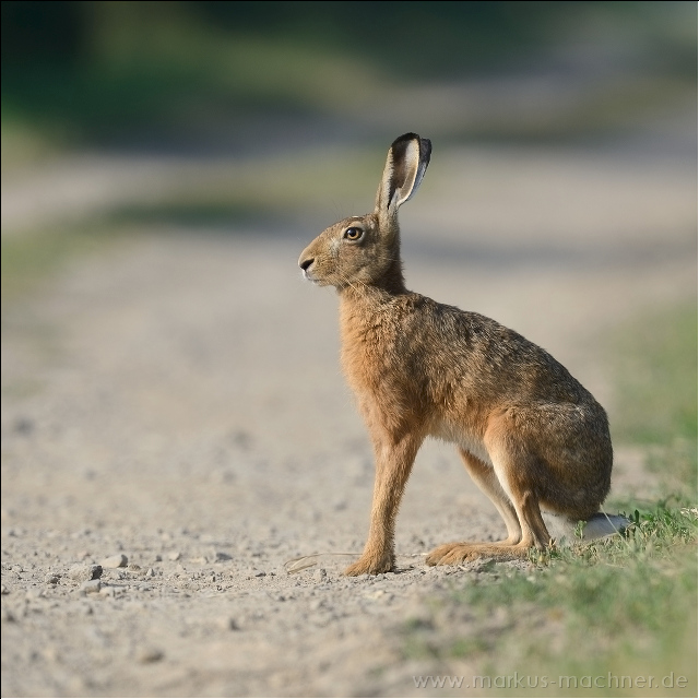 hase106.jpg
