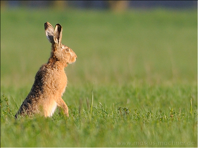 hase11.jpg