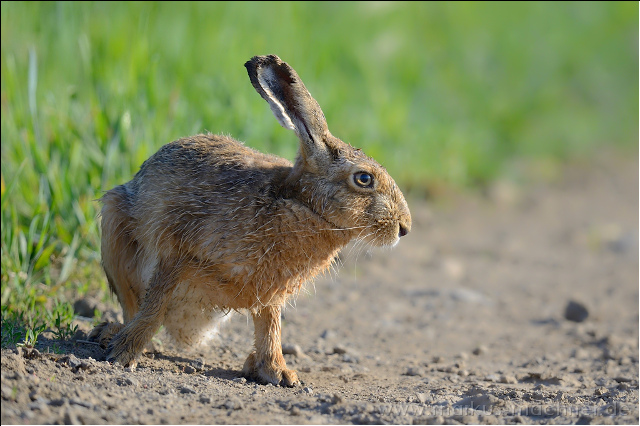 hase118.jpg